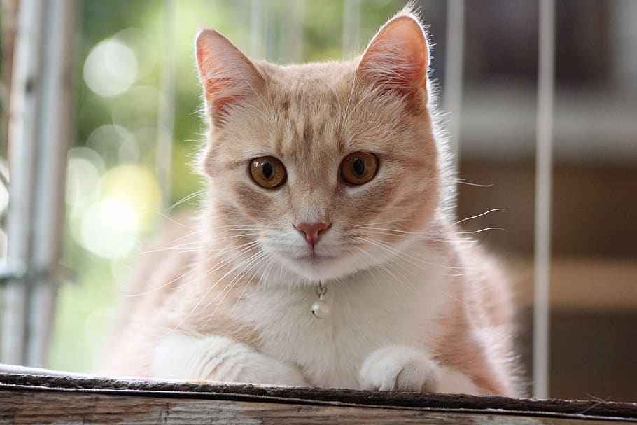 cat, cute, animals, pet, kitten, furry, nature, domestic, one animal HD wallpaper