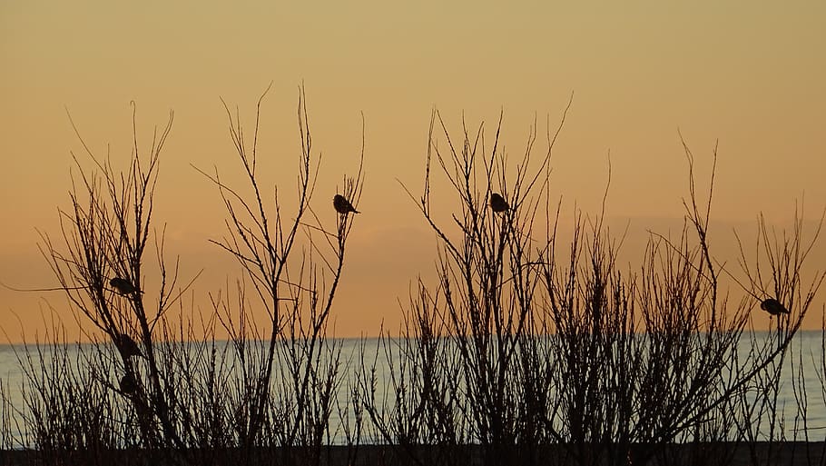 sparrows, branches, birds, animals, nature, sky, sunset, plant HD wallpaper