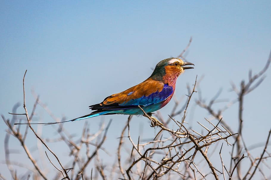 orange and blue bird on tree branch, bluebird, animal, namibia