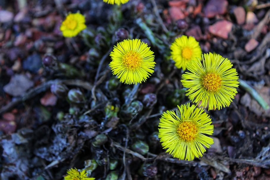 Tussilago 1080P, 2K, 4K, 5K HD wallpapers free download | Wallpaper Flare