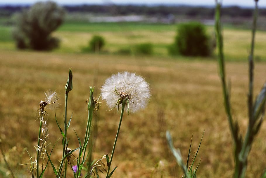 plant, flower, flowering plant, focus on foreground, beauty in nature HD wallpaper