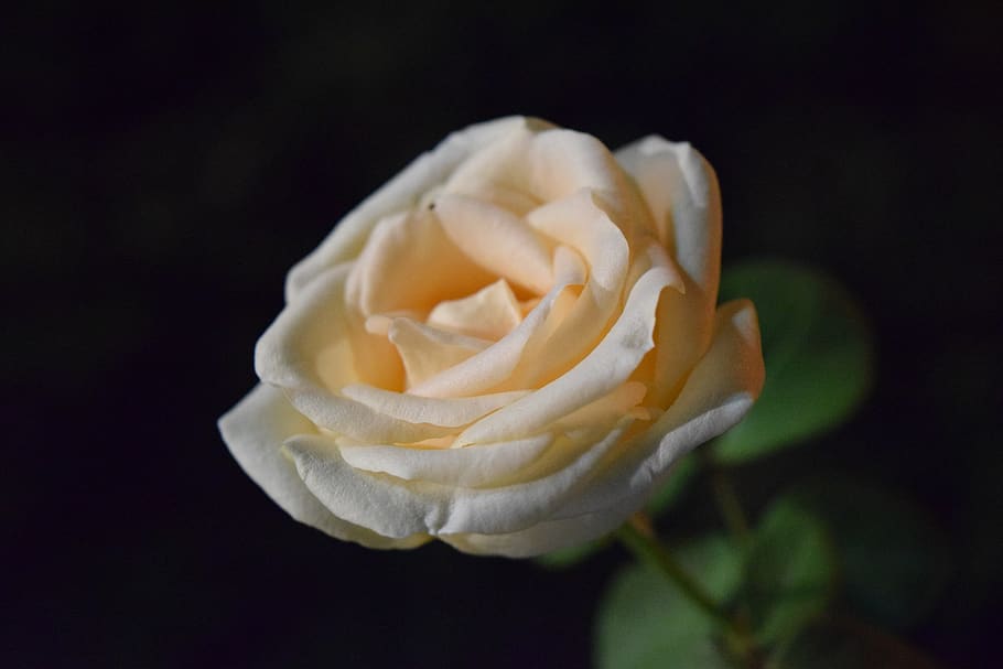 rose, macro, flower, flowers, roses, nature, beautiful, petals HD wallpaper