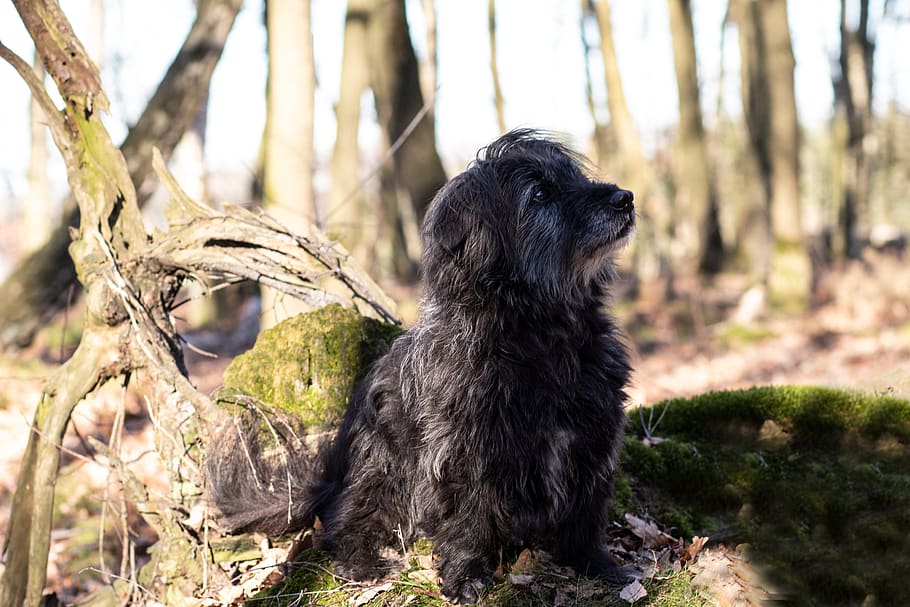 dog, spring, summer, forest, nature, animal landscape, one animal HD wallpaper
