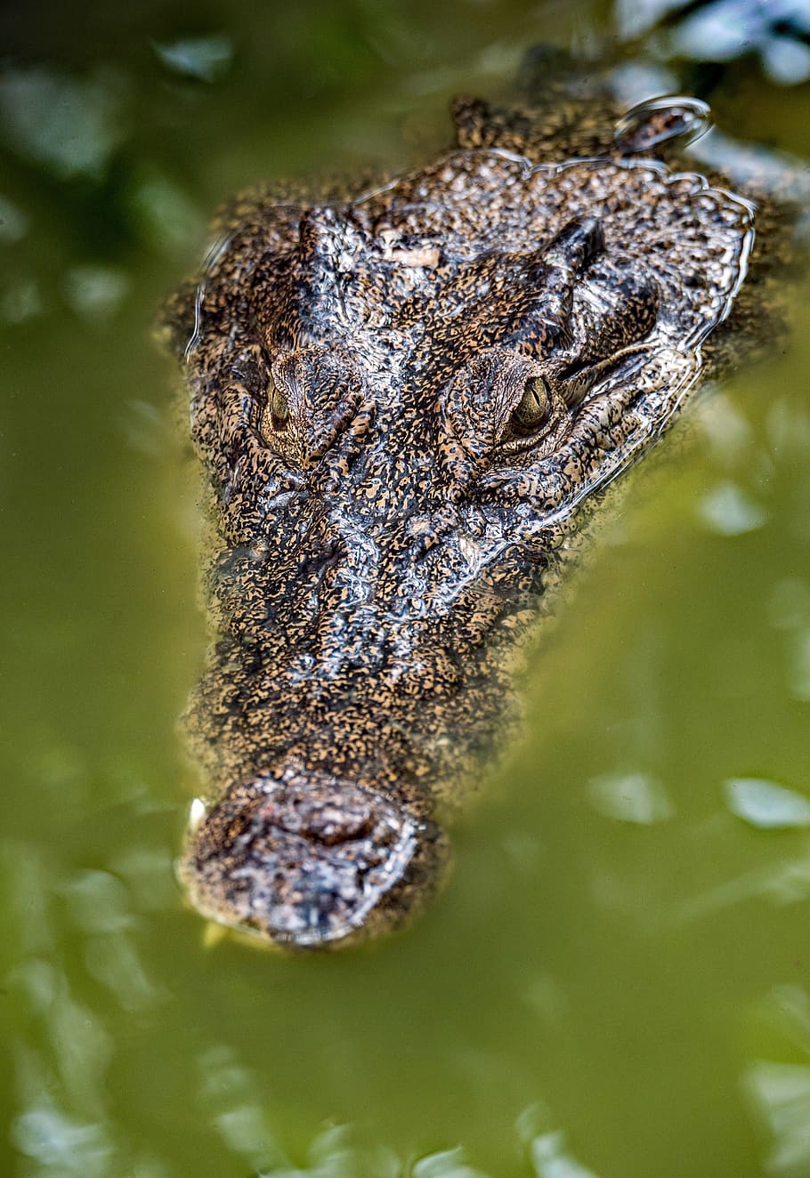 brown crocodile, animal themes, reptile, animal wildlife, one animal HD wallpaper