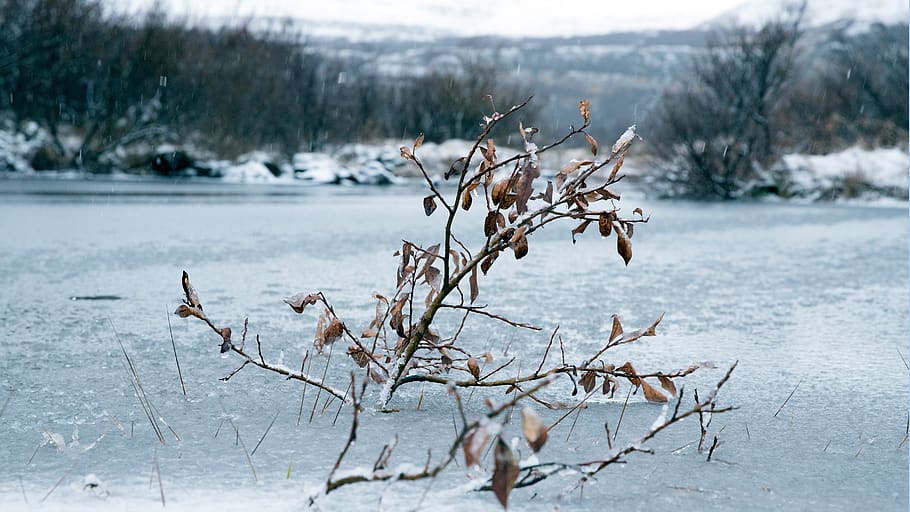 frozen, fall, winter, snow, iceland, cold temperature, tree, HD wallpaper