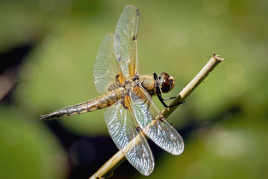 dragonfly, insect, nature, wing, beetle, animal, summer, shiny HD wallpaper