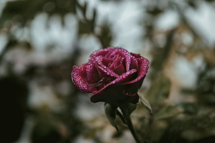 Selective Focus Photography Of Red Rose, bloom, blossom, dew HD wallpaper