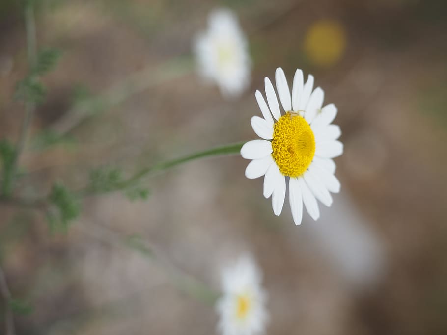 flowers, nature, flowering plant, freshness, vulnerability HD wallpaper