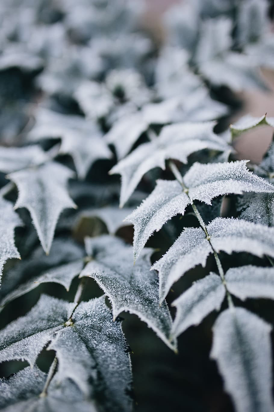 Leaves are covered. Листья зимой. Заморозки листья. Мерзлые листья. Холодея растение.