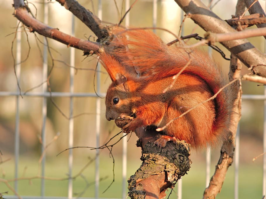 red squirrel, protein, eurasian red squirrel, sciurus vulgaris HD wallpaper