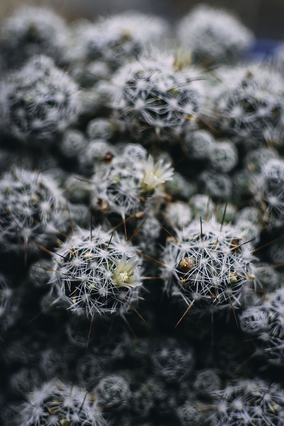 cactus, bloom, flower, nature, needles, close up, evergreen HD wallpaper