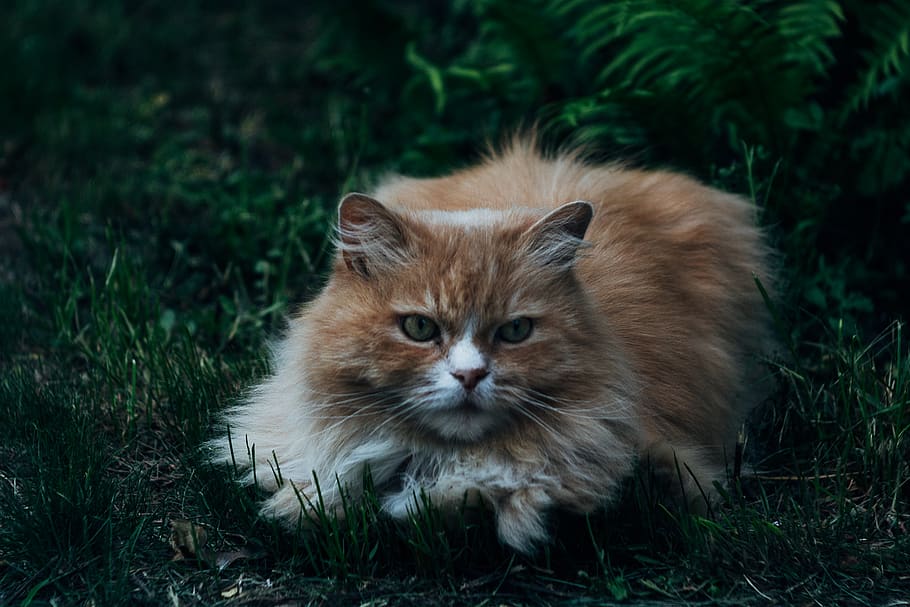 cat, grass, animal, animal themes, one animal, mammal, feline HD wallpaper
