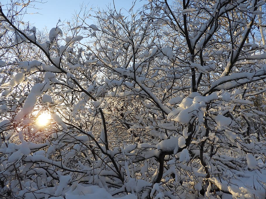 winter, snow, forest, cold, trees, frost, after a snowfall HD wallpaper