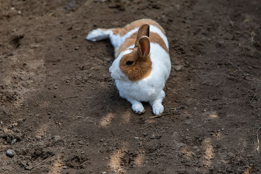 rabbit, brown, white, lying, animal, bunny, cute, animal world HD wallpaper