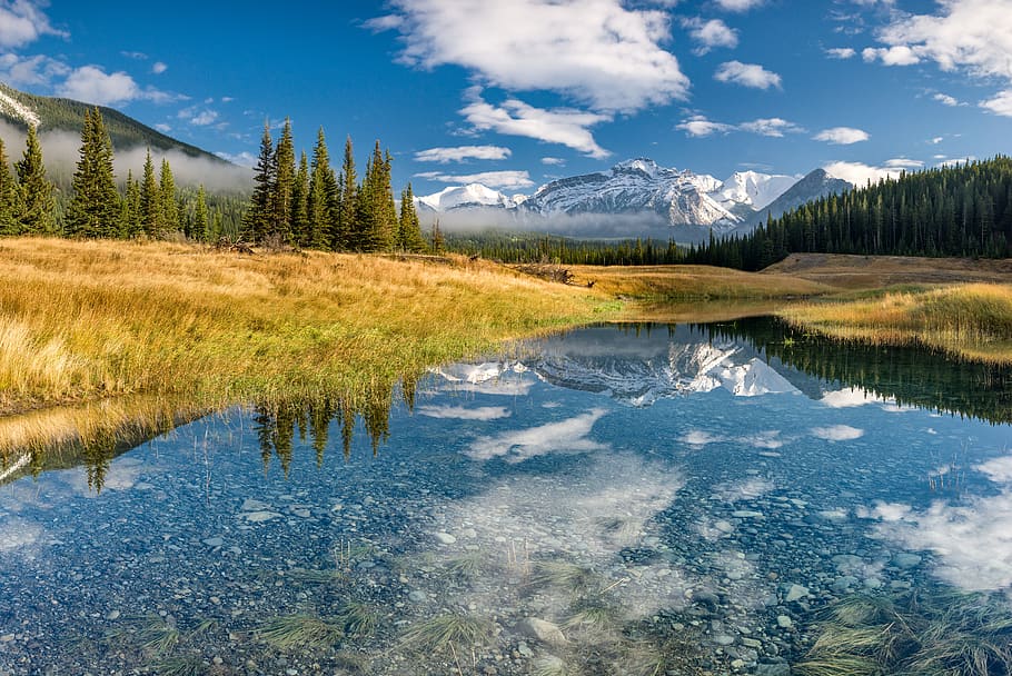 green grass field and pine trees, water, scenics - nature, tranquil scene HD wallpaper