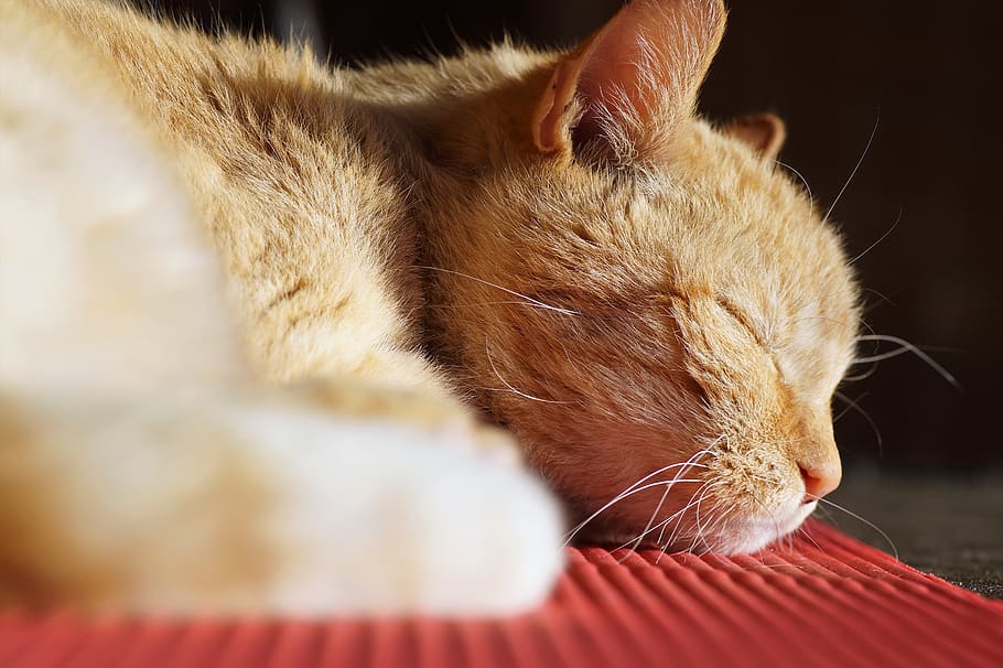 cat, tomcat, sleeping, redheaded, home, pet, dormant, domestic cat HD wallpaper