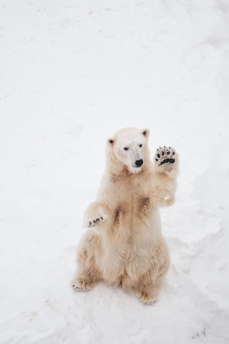 brown bear on snowfield, animal themes, mammal, winter, cold temperature HD wallpaper