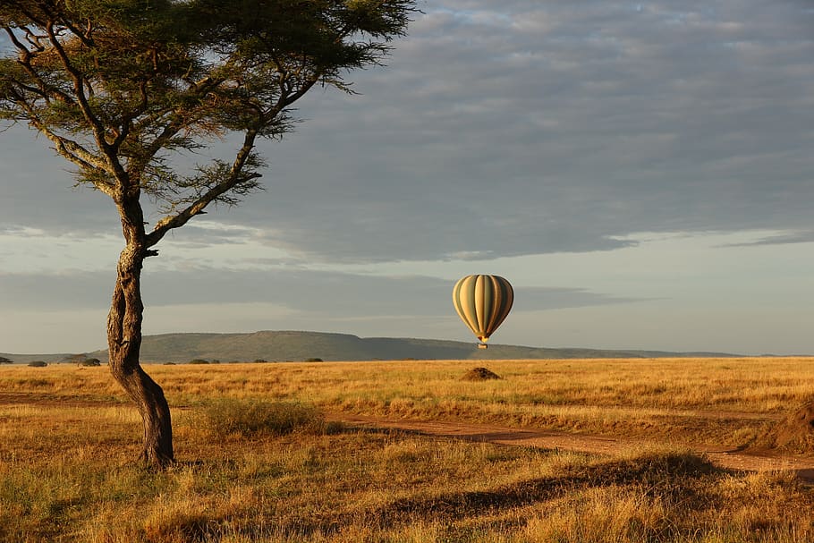 balloon, plant, environment, landscape, field, tree, sky, beauty in nature HD wallpaper