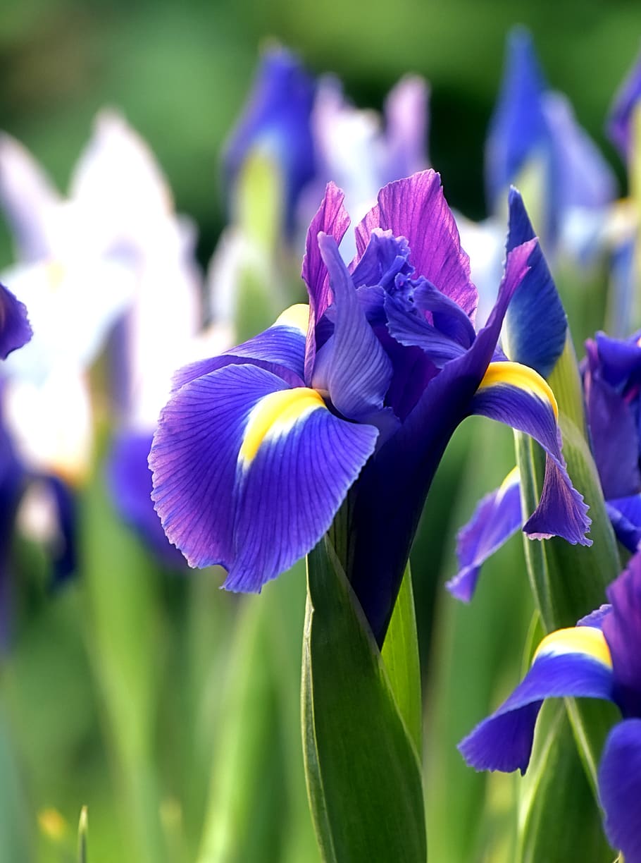 mexico, guadalajara, iris, flower, blue, flowering plant, vulnerability, HD wallpaper