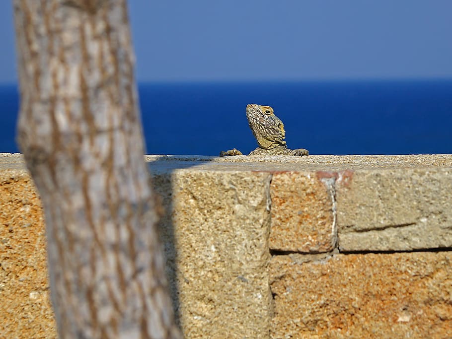 agame, hardun, lizard, spin tail, greece, rhodes, curious, scheu HD wallpaper