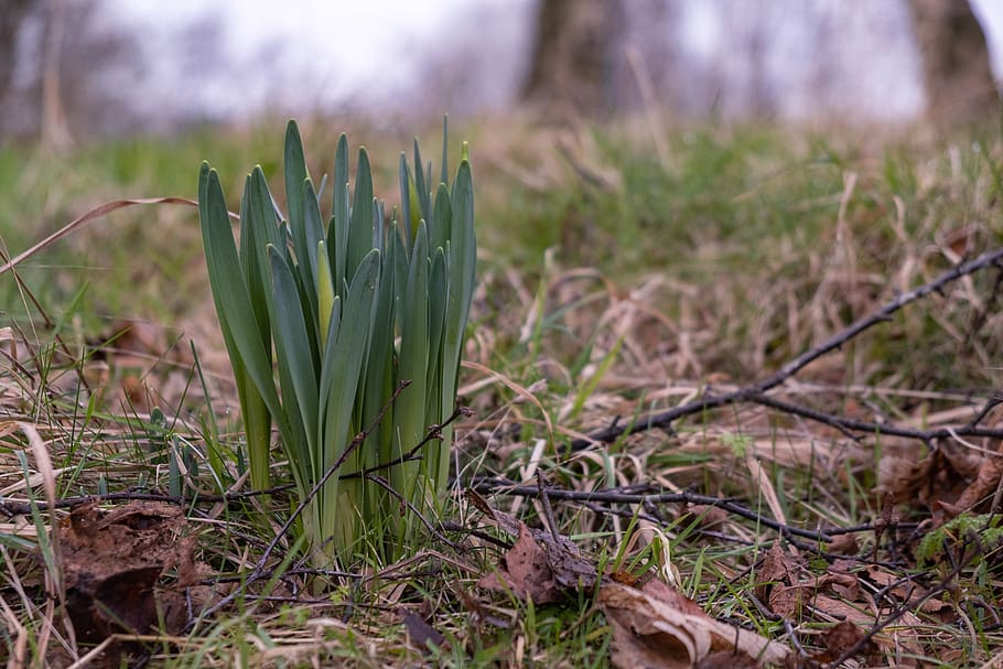 spring, snowdrop, flower, nature, plant, forest, green, flora HD wallpaper