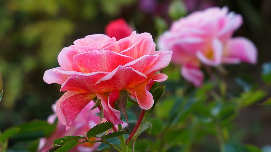 rose, flower, nature, plant, garden, leaf, pink, red, flowering plant HD wallpaper