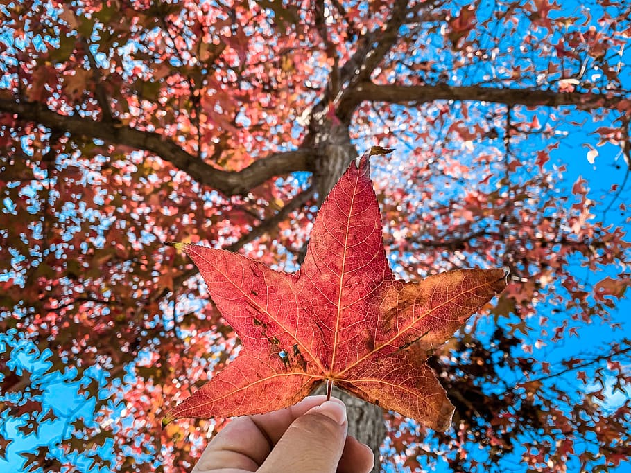 leaf, plant, tree, maple, person, human, maple leaf, veins HD wallpaper