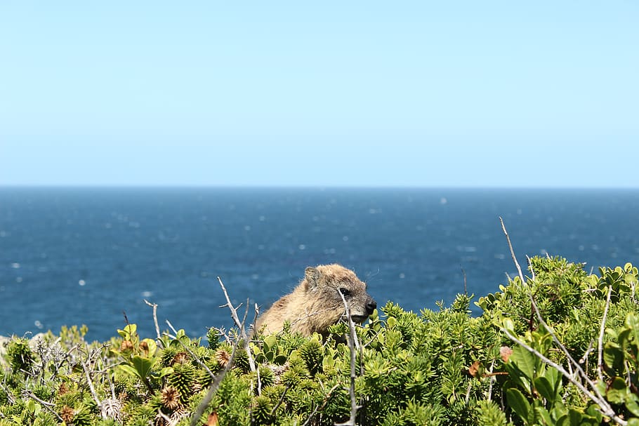 marmot, sea, water, animal themes, animal wildlife, mammal HD wallpaper