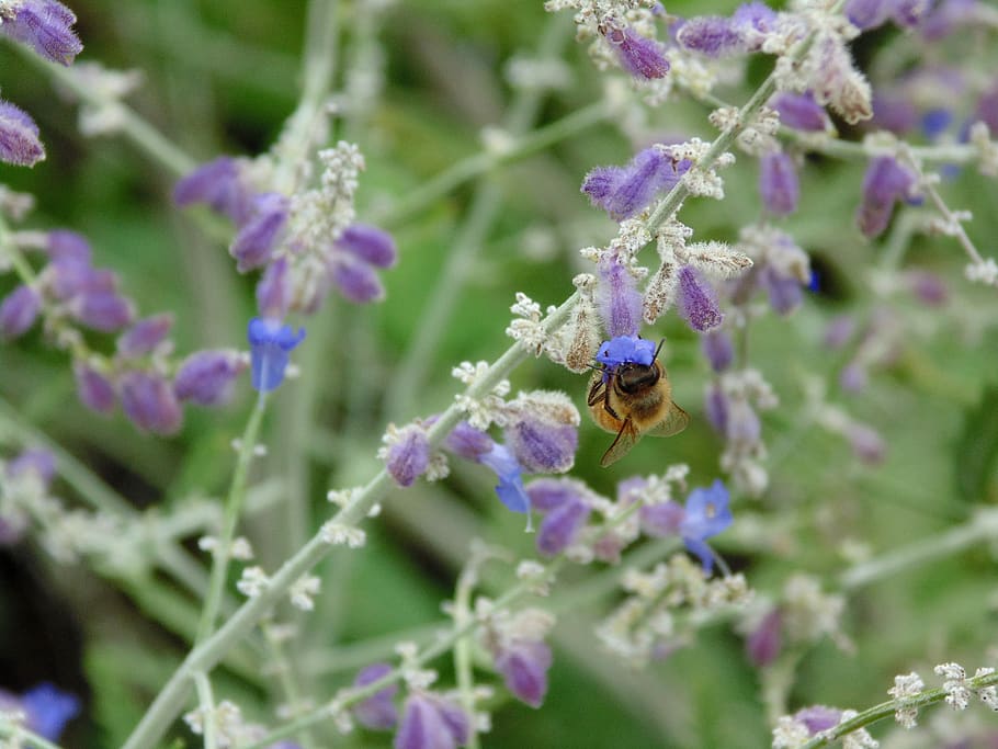 bee on purple leafed plant, animal, animal themes, invertebrate HD wallpaper