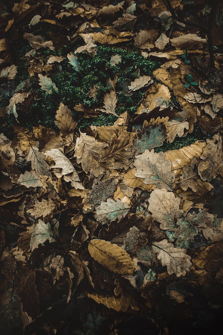 brown and green leaves, leaf, art, plant, painting, housing, building, HD wallpaper