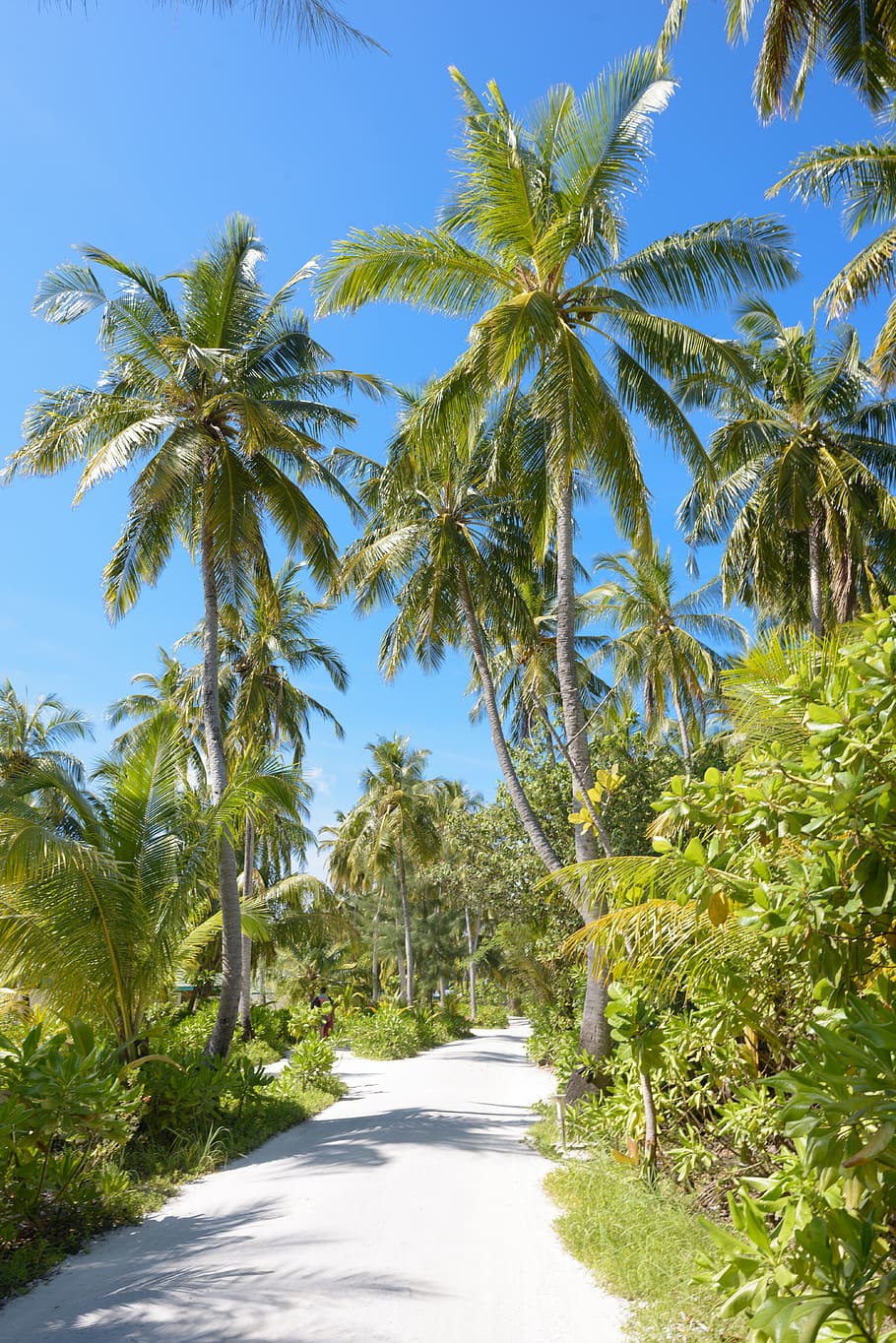 pathway between trees during daytime, summer, tropical, arecaceae HD wallpaper