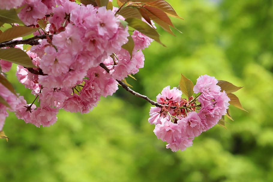 spring, spring flowers, nature, plants, season, garden, flowering HD wallpaper