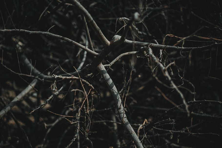 philippines, pulilan, woods, twigs, tree, branch, trees, dry, HD wallpaper