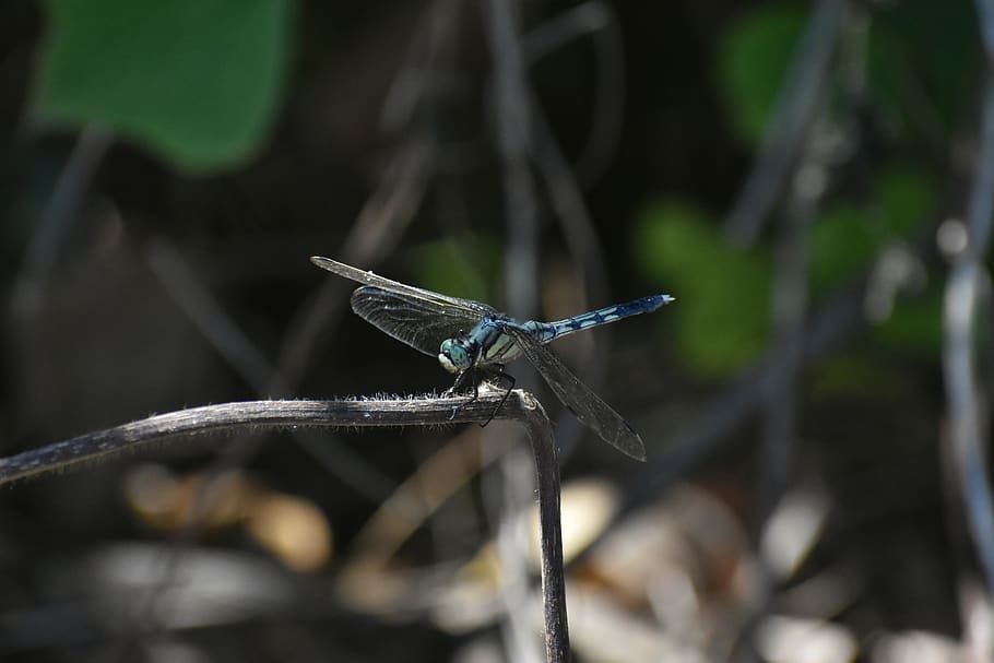 natural, landscape, forest, insect, dragonfly, option color dragonfly HD wallpaper