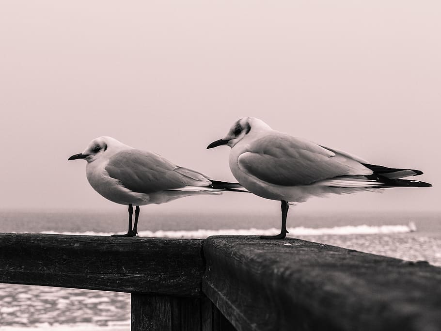 gull-pair-two-sea.jpg