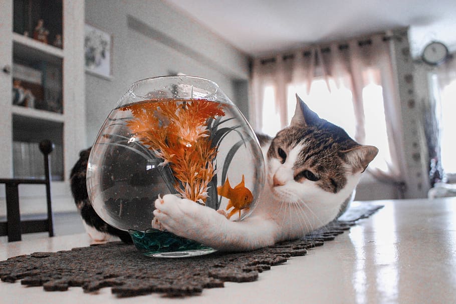tabby cat playing with fish on fishbowl, animal, pet, mammal