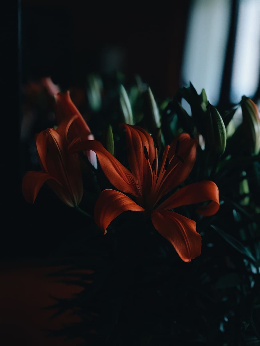 tilt shift lens photography of red flower with green leaf, orange HD wallpaper