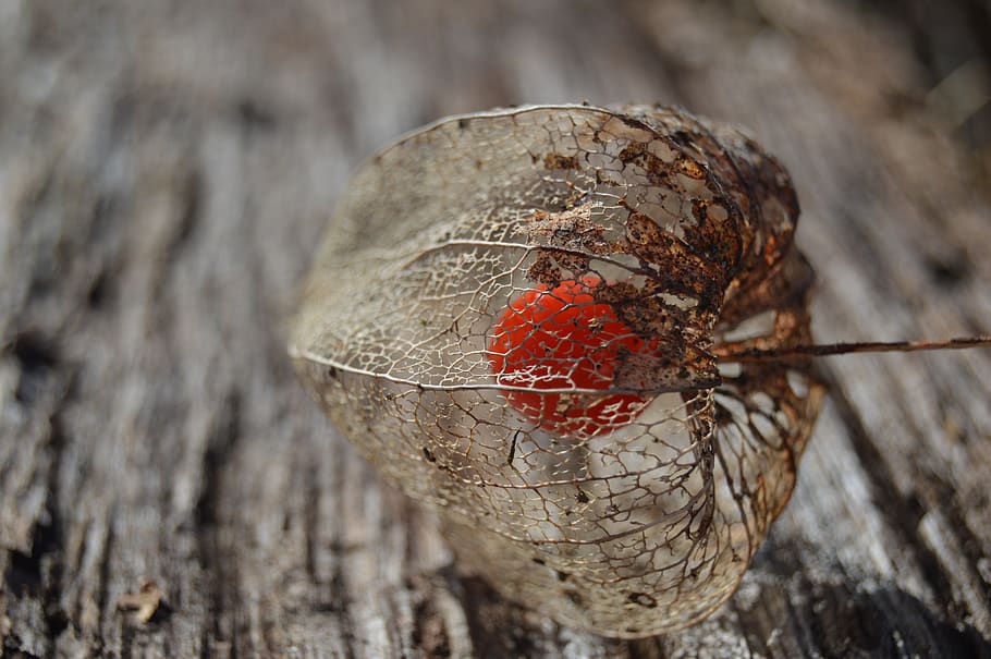 Dried Seed on Brown Surface, bark, close-up, color, dry, fruit HD wallpaper