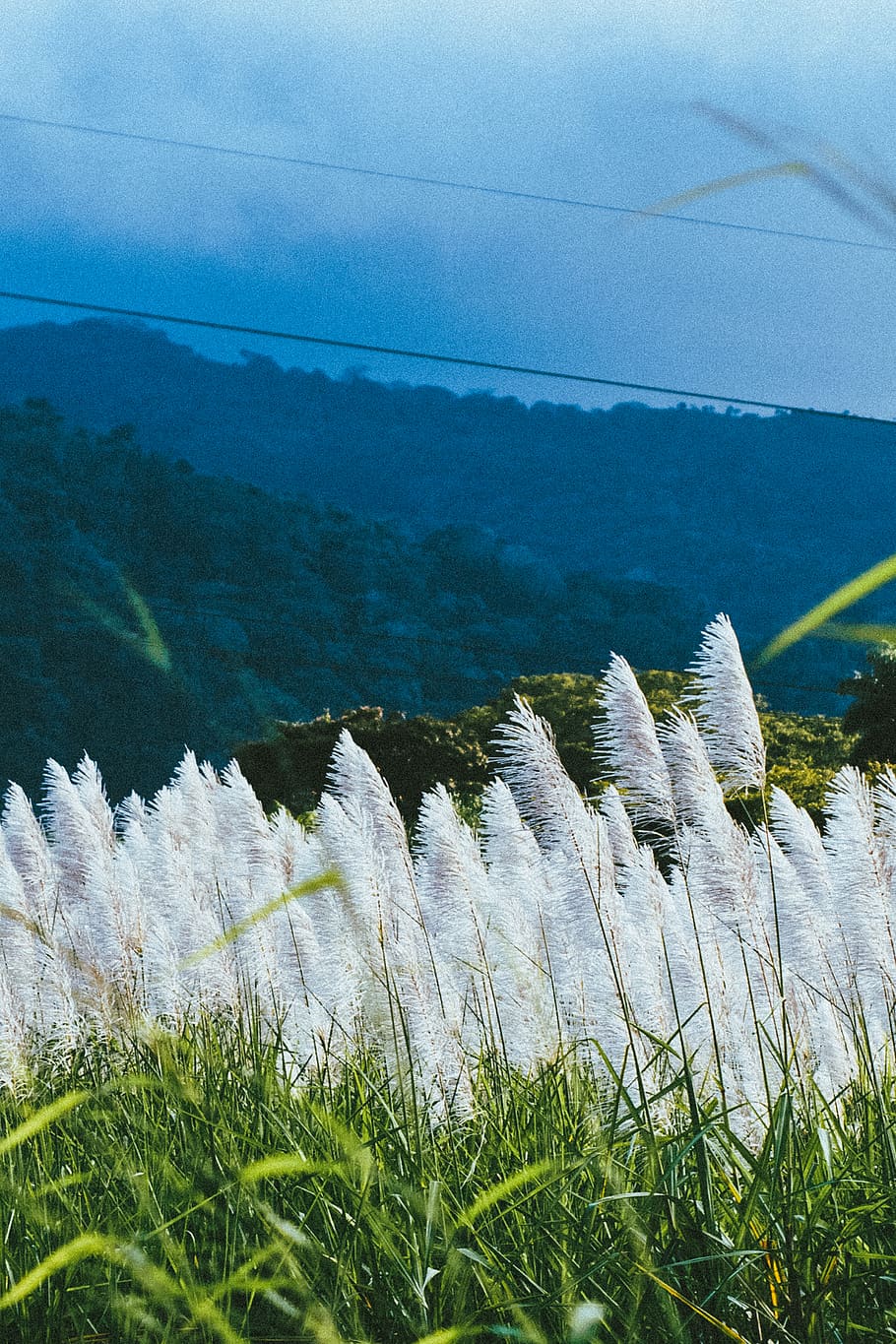 white petaled flowers, grass, plant, lawn, outdoors, nature, fir HD wallpaper