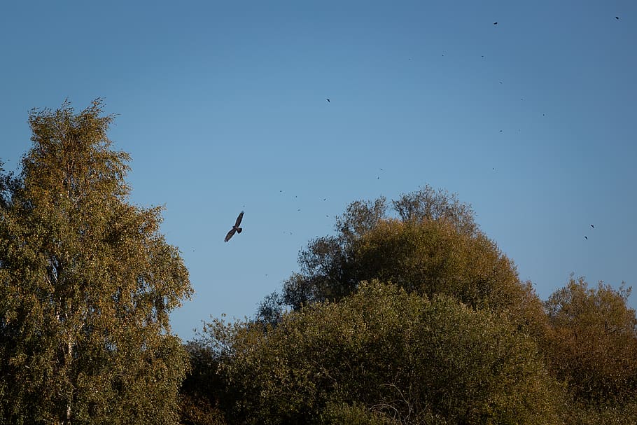 Photo of Bird Flying, animal, environment, flight, fowl, nature HD wallpaper