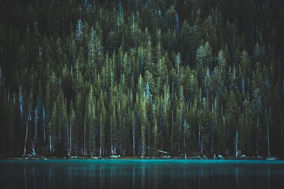 green pine trees near body of water, forest, lake, shore, shoreline HD wallpaper