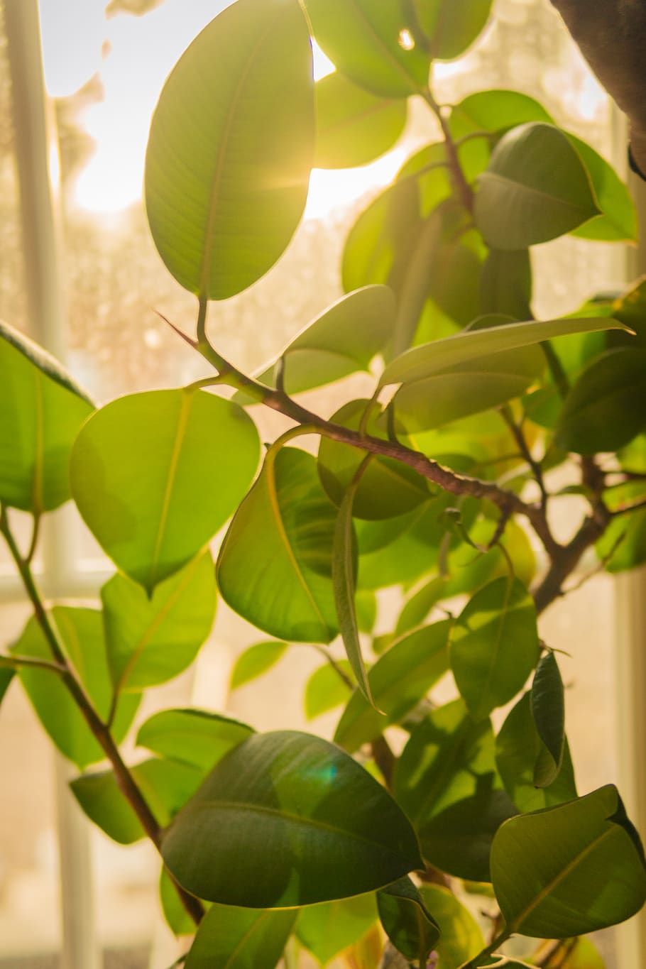 plant, leaf, green, vegetation, sunlight, tree, window, nature HD wallpaper