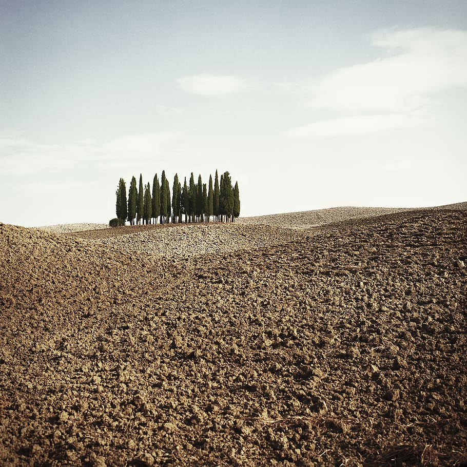 green trees under grey sky, land, tranquil scene, landscape, environment HD wallpaper