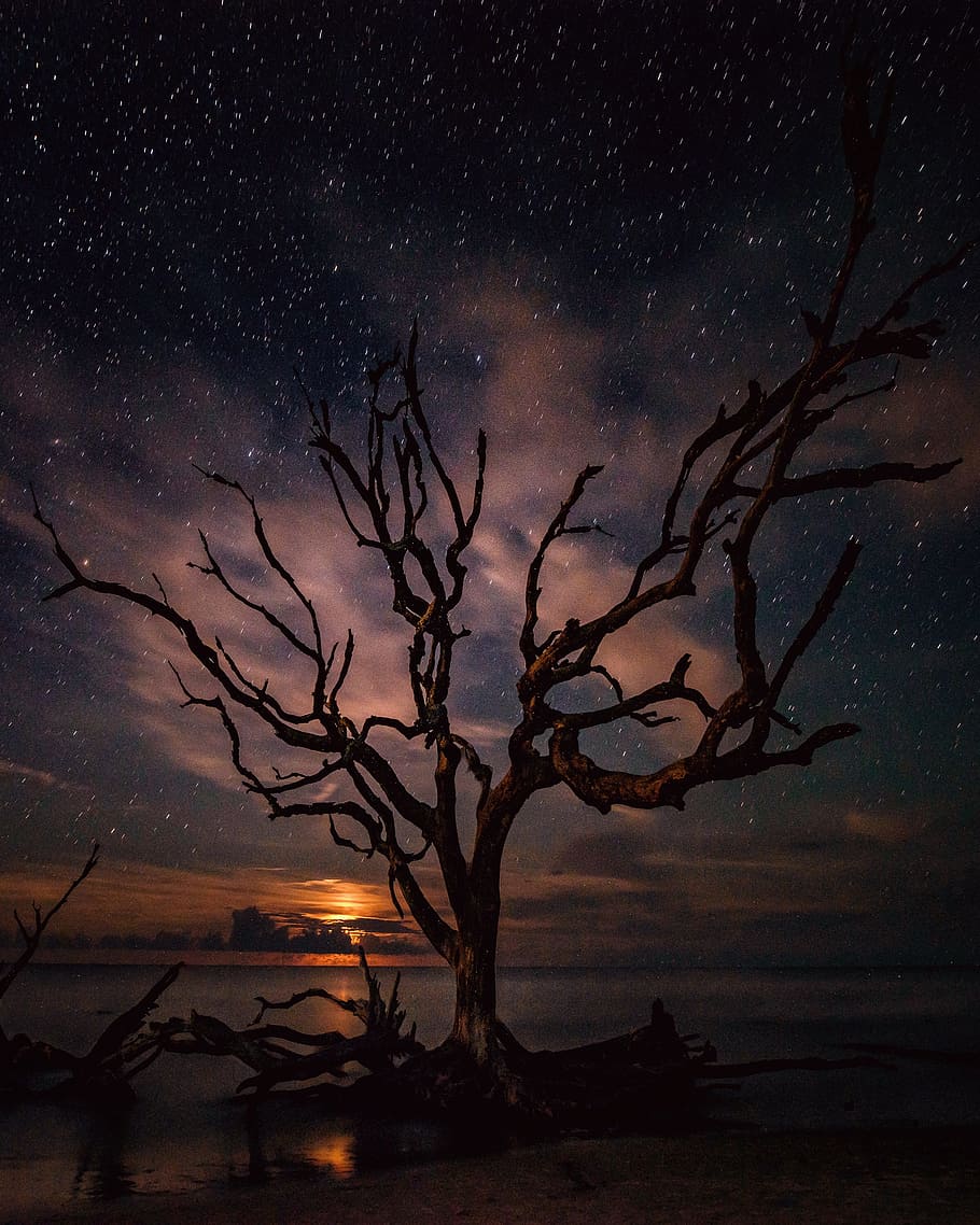 black bare tree illustration, moody, long exposure, tree silhouette HD wallpaper