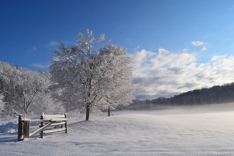 snow, tree, winter, cold, frost, nature, white, season, covered HD wallpaper
