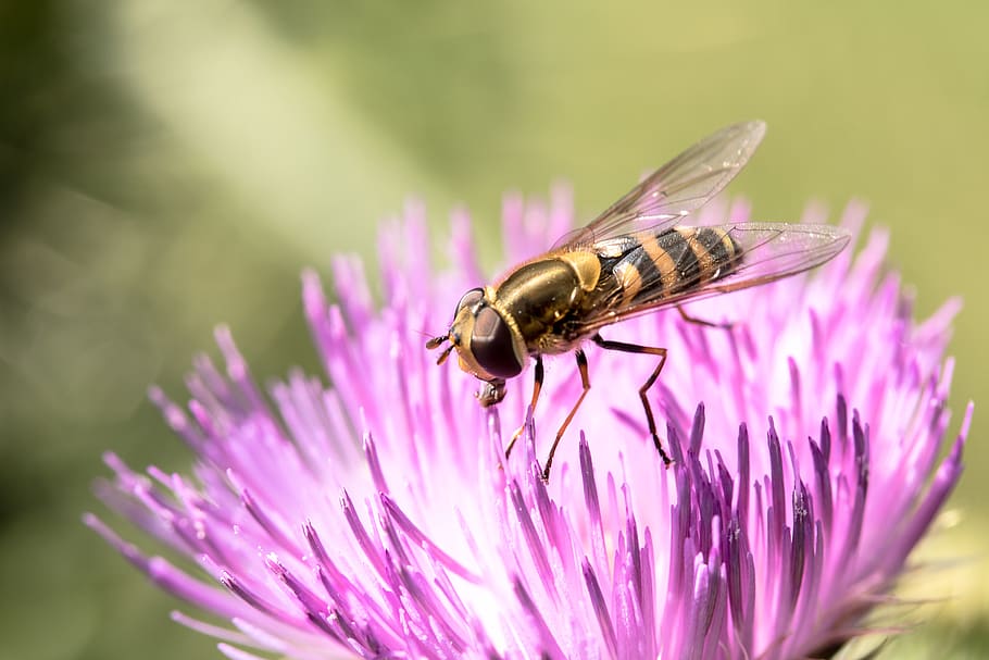 Yellow Bee Perching on Pink Flower, bloom, blossom, close-up HD wallpaper