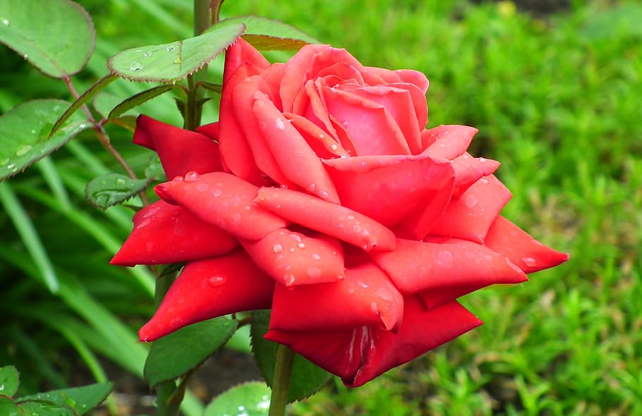flower, rose, red, romantic, beauty, garden, love, valentine's day HD wallpaper