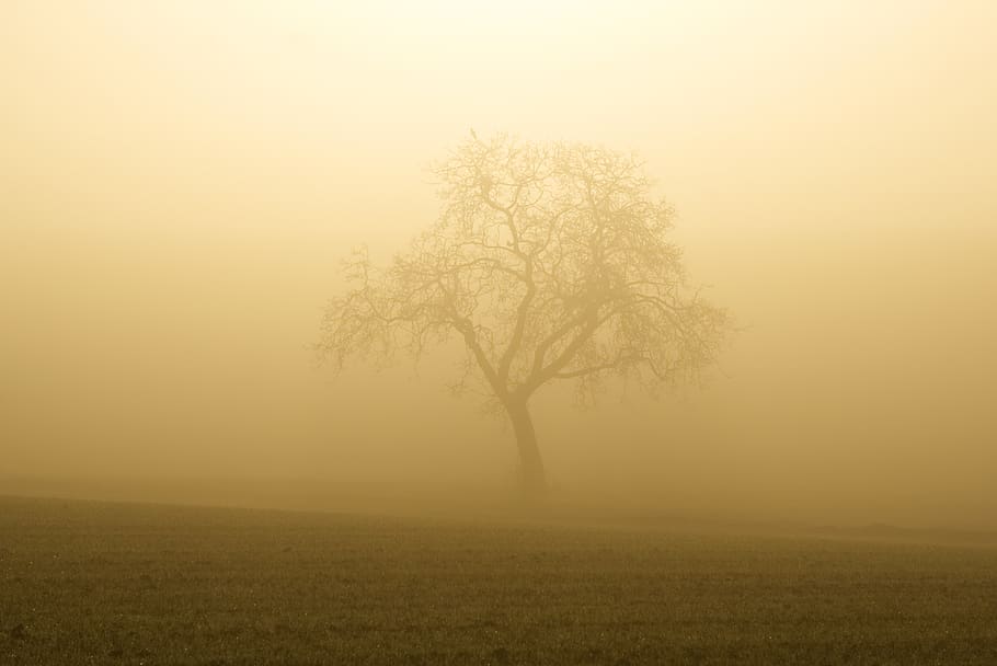 fog, sun, trees, silhouette, mystical, nature, landscape, mood HD wallpaper