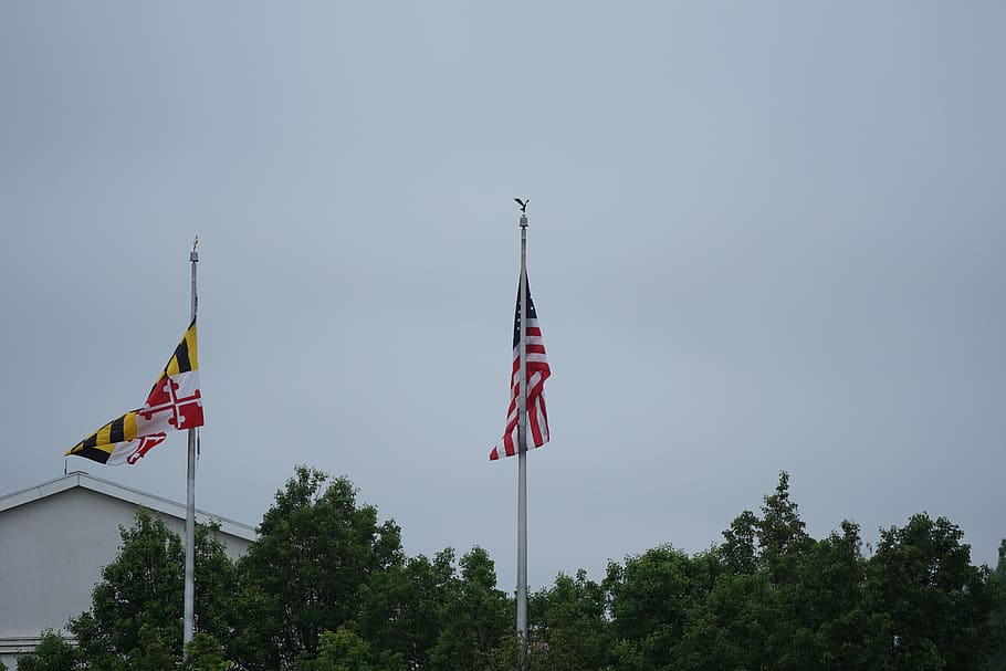tree, flag, patriotism, plant, sky, nature, low angle view HD wallpaper