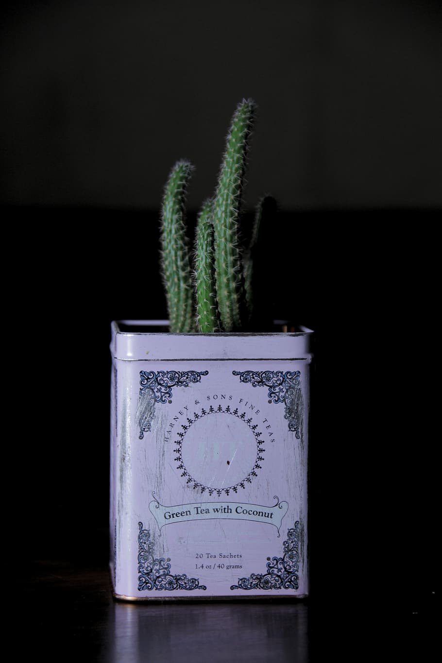 green tea with coconut, plant, flora, cactus, tree, conifer, grey HD wallpaper